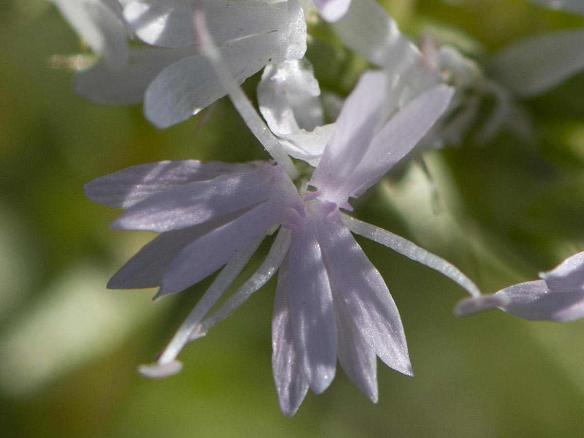 Blüte